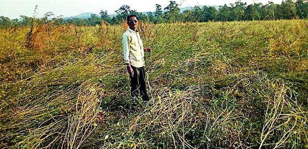 Farmers damage due to wild animals | वन्य प्राण्यांमुळे शेतकऱ्यांचे नुकसान Farmers damage due to wild animals | वन्य प्राण्यांमुळे शेतकऱ्यांचे नुकसान