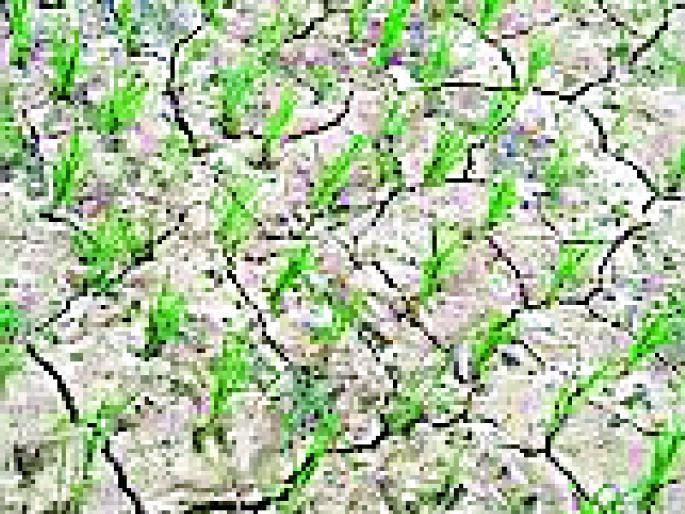 Concerned about rice growers due to lack of rain | पावसाअभावी धान उत्पादकांमध्ये चिंतेचे वातावरण Concerned about rice growers due to lack of rain | पावसाअभावी धान उत्पादकांमध्ये चिंतेचे वातावरण
