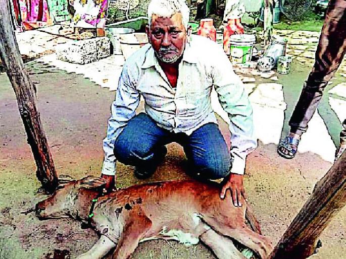 Bibat Terror in Serengaon | सिरेगावबांधात बिबटची दहशत Bibat Terror in Serengaon | सिरेगावबांधात बिबटची दहशत