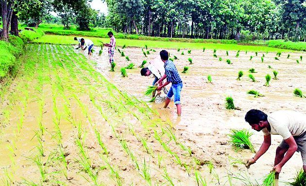 Remains restrictions on summer crop plantation | उन्हाळी पिक लागवडीवरील निर्बंध हटविले Remains restrictions on summer crop plantation | उन्हाळी पिक लागवडीवरील निर्बंध हटविले