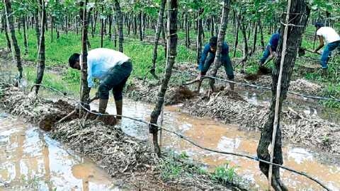 Extend the term of the insurance plan for the grape crop | द्राक्ष पिकासाठी विमा योजनेची मुदत वाढवा  Extend the term of the insurance plan for the grape crop | द्राक्ष पिकासाठी विमा योजनेची मुदत वाढवा