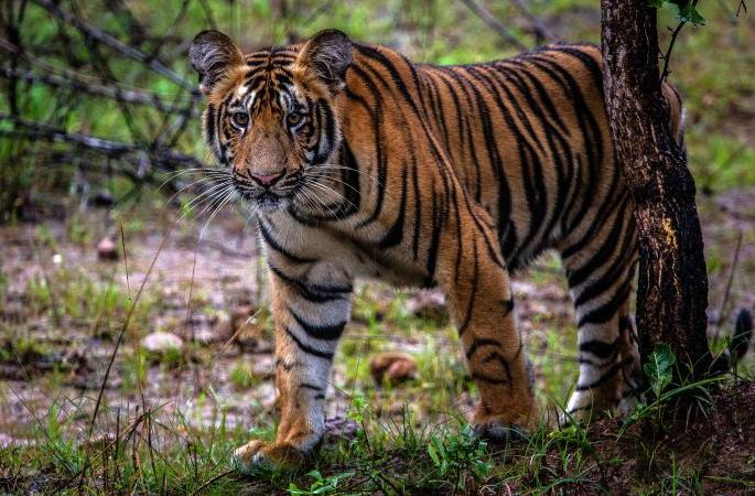 Tiger came near entrance of Chandrapur meteorological station | चंद्रपूर महाऔष्णिक केंद्राच्या प्रवेशद्वाराजळ आला ‘वाघोबा’