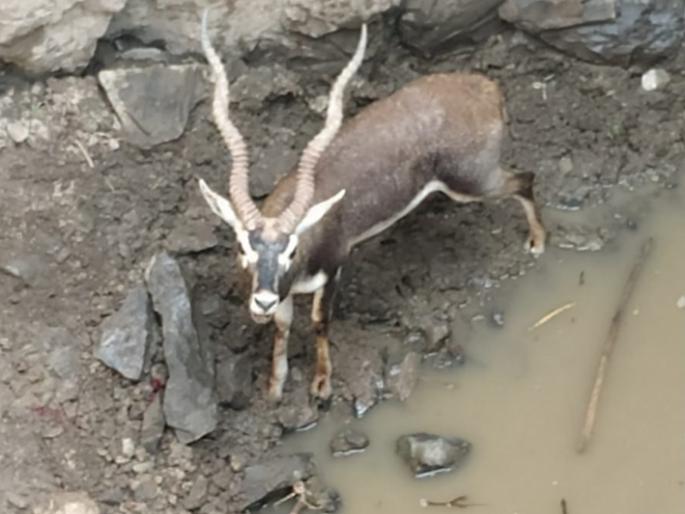 Life to blackbuck | काळविटाला जीवदान Life to blackbuck | काळविटाला जीवदान