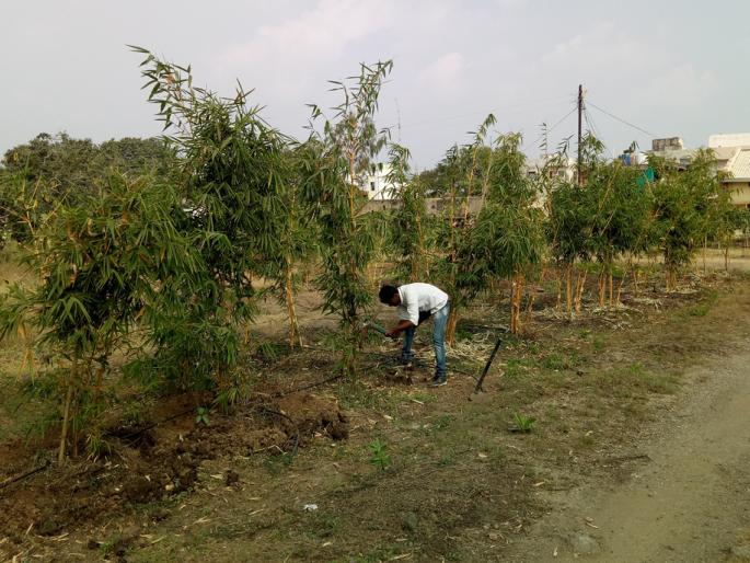 The Department of Water Conservation blossomed a paradise | जलसंधारण विभागाने फुलवले नंदनवन The Department of Water Conservation blossomed a paradise | जलसंधारण विभागाने फुलवले नंदनवन