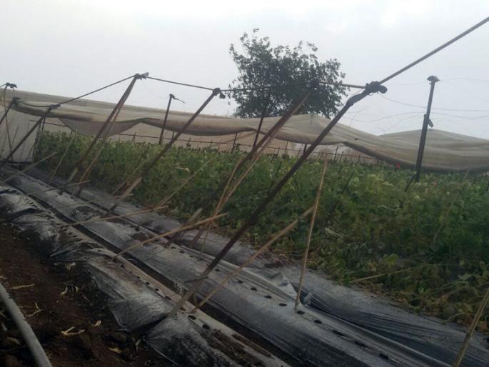 Rain again in Jalana district | बळीराजाच्या भाळी पुन्हा अवकाळी...! Rain again in Jalana district | बळीराजाच्या भाळी पुन्हा अवकाळी...!