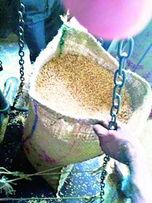 The Jowar Purchase Center will be restarted in Bhusaval, but till 15 January | भुसावळात ज्वारी खरेदी केंद्र पुन्हा सुरू, मुदत मात्र १५ जानेवारीपर्यंत The Jowar Purchase Center will be restarted in Bhusaval, but till 15 January | भुसावळात ज्वारी खरेदी केंद्र पुन्हा सुरू, मुदत मात्र १५ जानेवारीपर्यंत