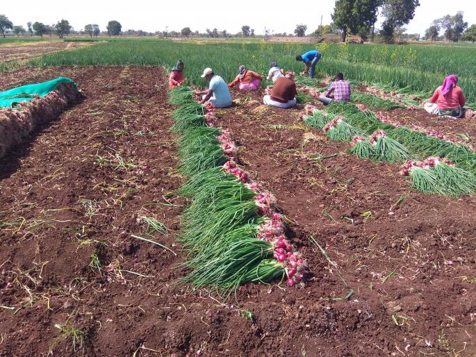 The sale was done for sale due to water failure | पाण्याअभावी कांदापात काढली विक्रीला The sale was done for sale due to water failure | पाण्याअभावी कांदापात काढली विक्रीला