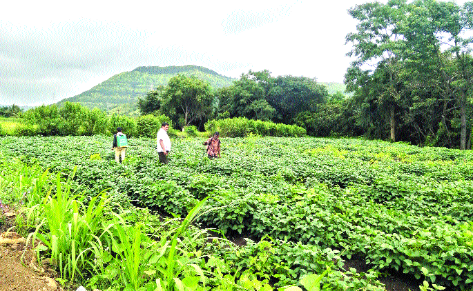 Pulp; Fear of farmers is stolen; Pictures in Malharpeeth area | कडधान्यानं मारलं; शेतकऱ्यांना भातानं तारलं; मल्हारपेठ परिसरातील चित्र