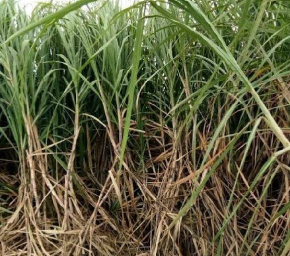 Corona worries sugarcane workers | कोरोनामूळे ऊसतोड मजुर चिंतेत Corona worries sugarcane workers | कोरोनामूळे ऊसतोड मजुर चिंतेत