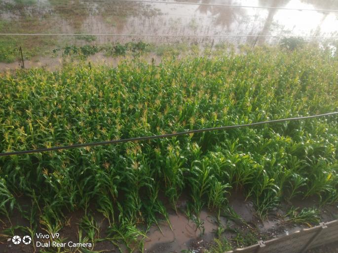  Rainfall crops hit Khedgaon area | खेडगाव परिसरात पावसाचा पिकांना फटका