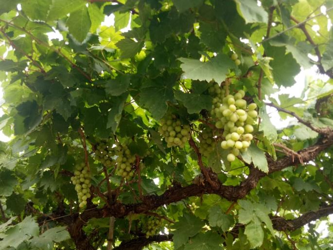 Influence of diseases on cold hardy grape onions | थंडीचा कडाक्याने द्राक्ष कांद्यावर रोगांचा प्रादुर्भाव Influence of diseases on cold hardy grape onions | थंडीचा कडाक्याने द्राक्ष कांद्यावर रोगांचा प्रादुर्भाव