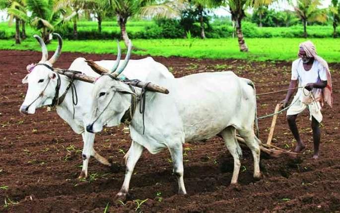 Accelerate sowing due to rain break in Dindori | दिंडोरीत पावसाच्या विश्रांतीमुळे खोळंबलेल्या पेरण्यांना वेग Accelerate sowing due to rain break in Dindori | दिंडोरीत पावसाच्या विश्रांतीमुळे खोळंबलेल्या पेरण्यांना वेग