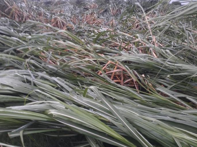 ‘Jor’ edge on Saptashringagada | सप्तशृंगगडावर ‘जोर’धार ‘Jor’ edge on Saptashringagada | सप्तशृंगगडावर ‘जोर’धार