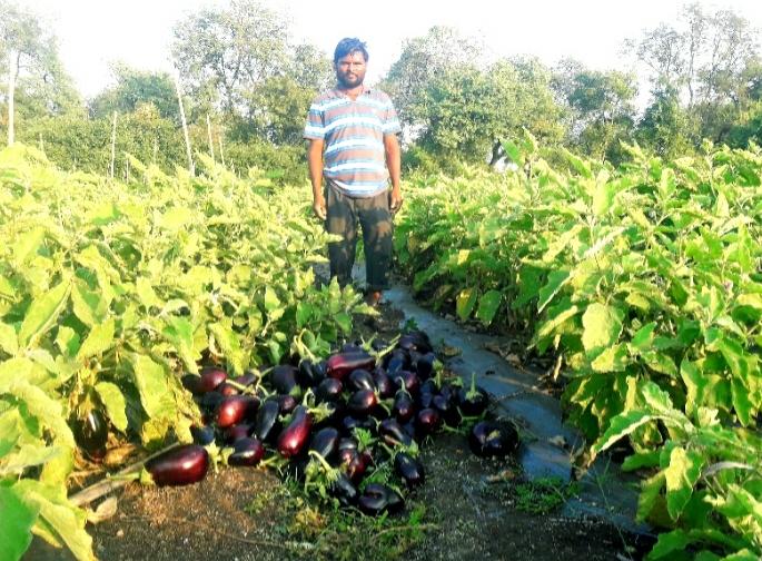 Eggplant was harvested in the field due to low price | कवडीमोल दरामुळे शेतातच तोडून टाकली वांगी Eggplant was harvested in the field due to low price | कवडीमोल दरामुळे शेतातच तोडून टाकली वांगी