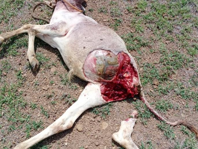 The leopard dropped the calf | बिबट्याने पाडला वासराचा फडशा The leopard dropped the calf | बिबट्याने पाडला वासराचा फडशा