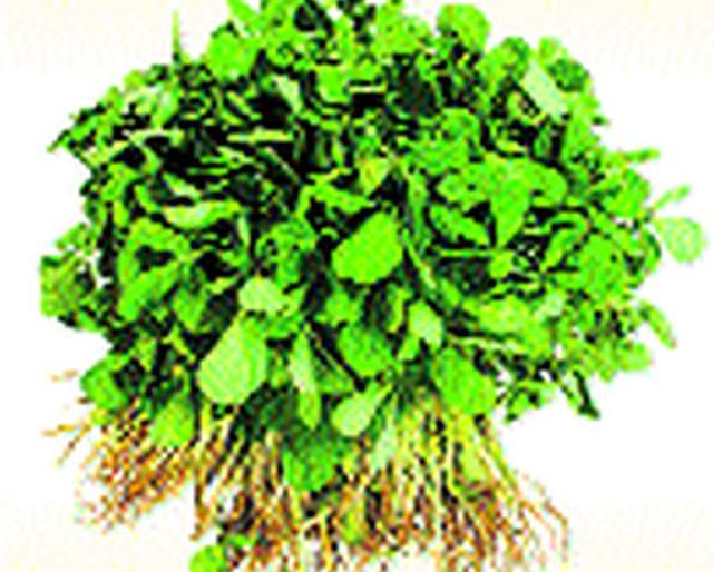 The increase in the arrival of fenugreek added seven bucks | मेथीची आवक वाढल्याने सात रुपये जुडी The increase in the arrival of fenugreek added seven bucks | मेथीची आवक वाढल्याने सात रुपये जुडी