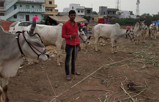 Bail Bazar disappears from Sarangkheda Yatra | सारंगखेडा यात्रेतून बैलबाजार नामशेष Bail Bazar disappears from Sarangkheda Yatra | सारंगखेडा यात्रेतून बैलबाजार नामशेष