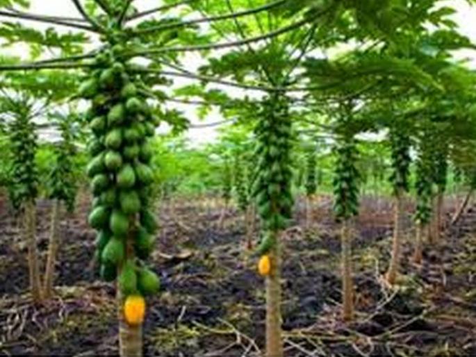 Papaya should be sold at the fixed rate | ठरलेल्या दरानेच पपई विक्री करावी Papaya should be sold at the fixed rate | ठरलेल्या दरानेच पपई विक्री करावी