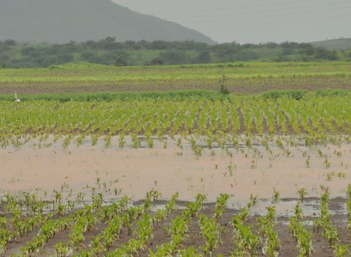 Only one and a half thousand farmers: made 'insurance' | केवळ साडेनऊ हजार शेतक:यांनी केला ‘विमा’ Only one and a half thousand farmers: made 'insurance' | केवळ साडेनऊ हजार शेतक:यांनी केला ‘विमा’