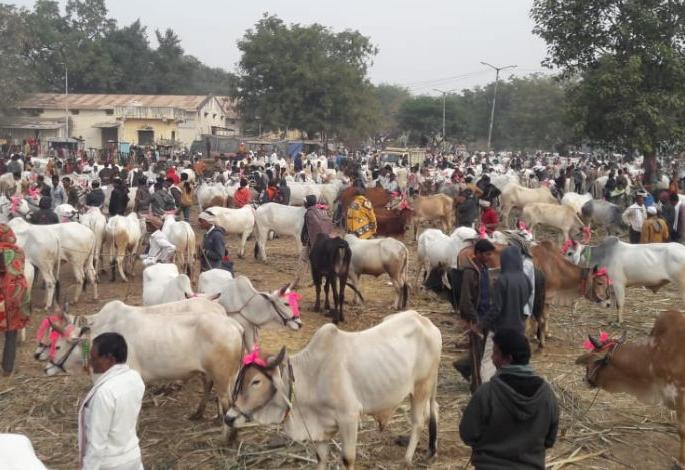One crore turnover at the cattle rally at Talod | तळोद्याच्या पशू मेळाव्यात एक कोटीची उलाढाल One crore turnover at the cattle rally at Talod | तळोद्याच्या पशू मेळाव्यात एक कोटीची उलाढाल