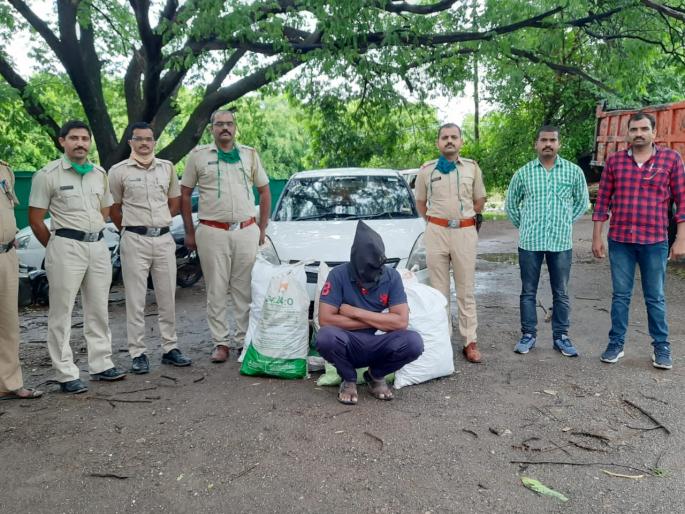 Smuggler arrested with 115 kg sandalwood, performance of Sonai police | ११५ किलो चंदनासह तस्कराला अटक, सोनई पोलिसांची कामगिरी Smuggler arrested with 115 kg sandalwood, performance of Sonai police | ११५ किलो चंदनासह तस्कराला अटक, सोनई पोलिसांची कामगिरी