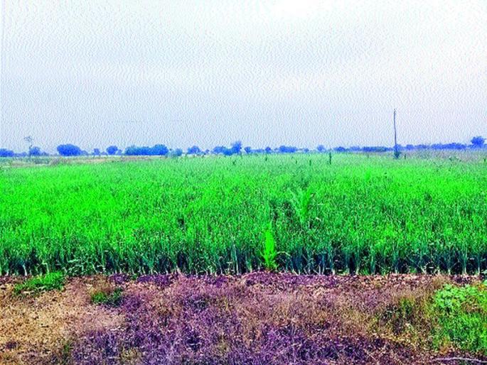 Trouble storage on the onion ware: The trade crisis due to the godown, the shade was burned | कांदा साठवणुकीस अडचण वणी : गुदामे, शेड भस्मसात झाल्याने व्यापारी अडचणीत