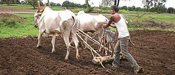 In Kharif, farmers prefer cotton and bajra; Tur, green gram, soybean sowing increased, maize area also increased | खरिपात शेतकºयांची कपाशी, बाजरीलाच पसंती; तूर, मूग, सोयाबीनचा पेरा वाढला, मकाचे क्षेत्रही वाढले In Kharif, farmers prefer cotton and bajra; Tur, green gram, soybean sowing increased, maize area also increased | खरिपात शेतकºयांची कपाशी, बाजरीलाच पसंती; तूर, मूग, सोयाबीनचा पेरा वाढला, मकाचे क्षेत्रही वाढले