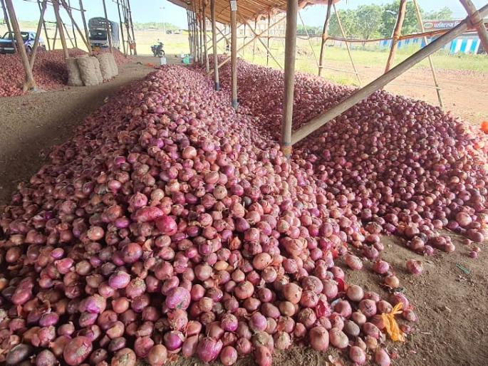 Onion of Egypt and Turkey in Nashik | इजिप्त अन् तुर्कस्तानचा कांदा नाशकात Onion of Egypt and Turkey in Nashik | इजिप्त अन् तुर्कस्तानचा कांदा नाशकात