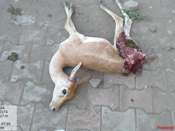 Deer killed in Pimpalgaon Mokat dog attack | पिंपळगावी मोकाट कुत्र्यांच्या हल्ल्यात हरणाचा मृत्यू Deer killed in Pimpalgaon Mokat dog attack | पिंपळगावी मोकाट कुत्र्यांच्या हल्ल्यात हरणाचा मृत्यू