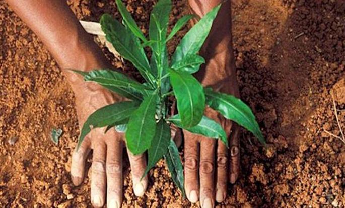 In Parbhani district, 12 lakh trees were planted during the week | परभणी जिल्ह्यात आठवडाभरात १२ लाख झाडे लावली
