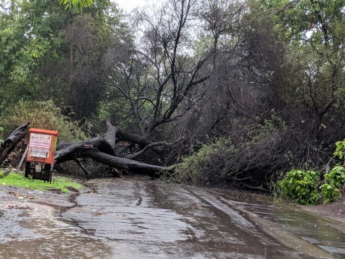 nashik,tension,on,the,system,due,to,falling,trees | झाडे उन्मळून पडल्याने यंत्रणेवर ताण
