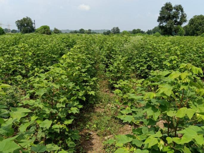 This year, white gold will arrive late in the farmer's house | यंदा शेतकऱ्याच्या घरी पांढरे सोने उशिरा पोहोचणार This year, white gold will arrive late in the farmer's house | यंदा शेतकऱ्याच्या घरी पांढरे सोने उशिरा पोहोचणार