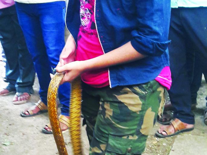 Daring and skill; Leaving snakes in nature gives snake-friendly beauty | धाडस अन् कौशल्य; सापांना निसर्गात सोडून सर्पमैत्रीण सौंदर्या देते जीवदान Daring and skill; Leaving snakes in nature gives snake-friendly beauty | धाडस अन् कौशल्य; सापांना निसर्गात सोडून सर्पमैत्रीण सौंदर्या देते जीवदान