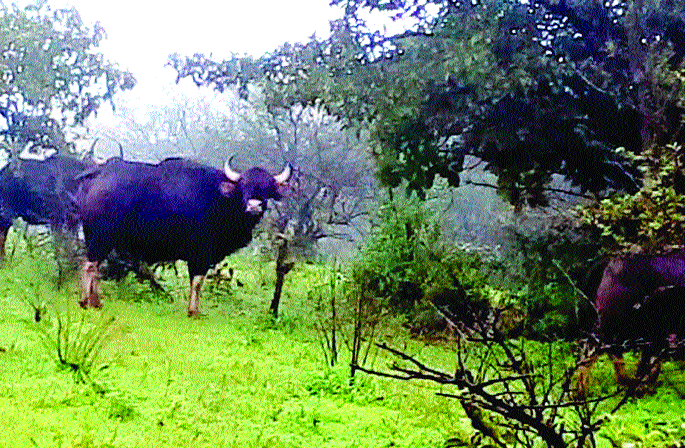 Autoline has been lost in the area ..! | आटोली परिसरात गवा आलाय वस्तीला..!