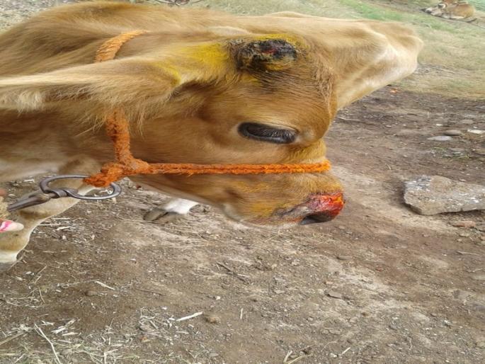 Seven cows hurt in dogs attack in Nagapur | नागापूर येथे पिसाळलेल्या कुत्र्यांच्या हल्ल्यात सात गायी जखमी Seven cows hurt in dogs attack in Nagapur | नागापूर येथे पिसाळलेल्या कुत्र्यांच्या हल्ल्यात सात गायी जखमी