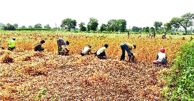 Time for starvation in the Nayagaon valley | नायगाव खोऱ्यात शेतमजुरांवर उपासमारीची वेळ Time for starvation in the Nayagaon valley | नायगाव खोऱ्यात शेतमजुरांवर उपासमारीची वेळ