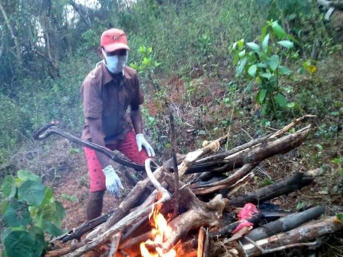 Sindhudurg: Parmat dead dead survived | सिंधुदुर्ग : परमेत मृत माकडे सापडणे सिलसिला कायम Sindhudurg: Parmat dead dead survived | सिंधुदुर्ग : परमेत मृत माकडे सापडणे सिलसिला कायम