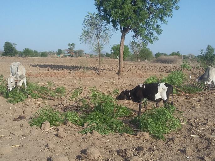 Fodder scarcity in the eastern part of the temple | देवळ्याच्या पूर्व भागात चारा टंचाई