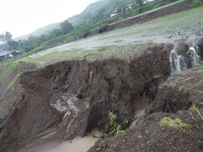 Damage to large paddy fields due to heavy rainfall | अतिवृष्टीने मोठ्या प्रमाणात भात शेतांचे नुकसान Damage to large paddy fields due to heavy rainfall | अतिवृष्टीने मोठ्या प्रमाणात भात शेतांचे नुकसान