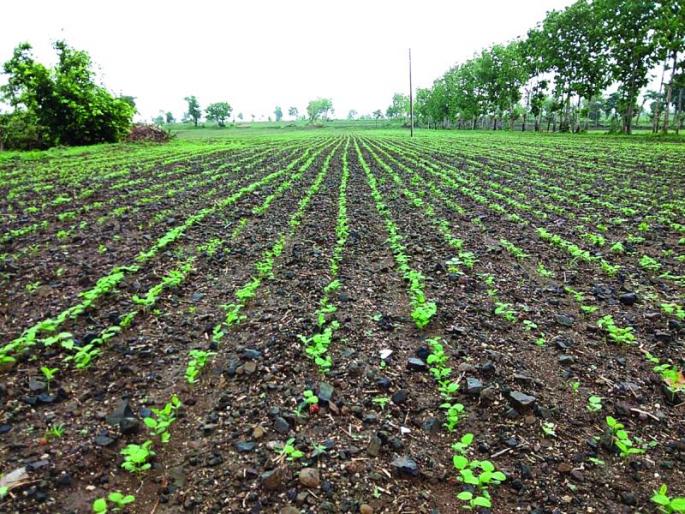 Crop growing; Water crisis remain in Washim | खरिपातील पिके अंकुरली; पाणीटंचाई कायमच ! Crop growing; Water crisis remain in Washim | खरिपातील पिके अंकुरली; पाणीटंचाई कायमच !