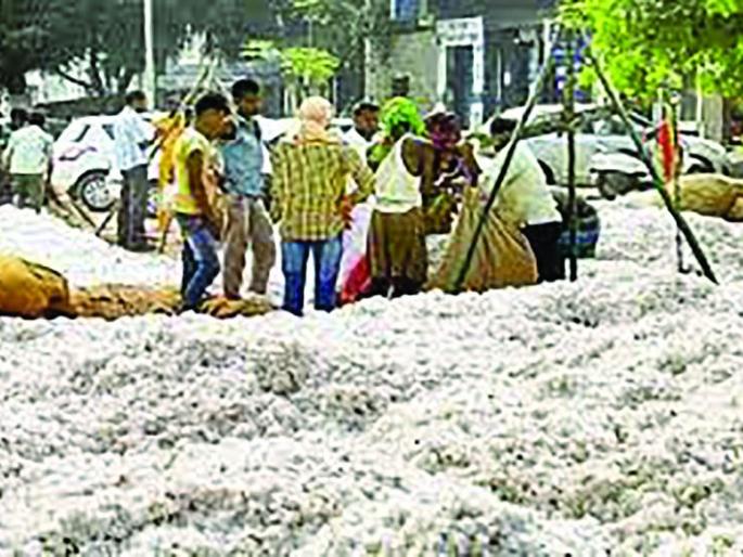 The official cotton purchasing started at Karanja | कारंजा येथे शासकीय कापूस खरेदी सुरू The official cotton purchasing started at Karanja | कारंजा येथे शासकीय कापूस खरेदी सुरू