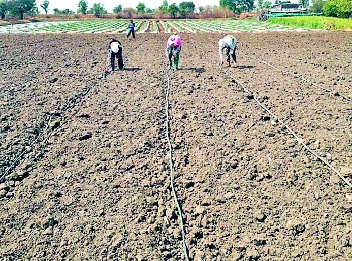 Dhubarperni started in the district | जिल्ह्यात धुळपेरणीला सुरूवात Dhubarperni started in the district | जिल्ह्यात धुळपेरणीला सुरूवात