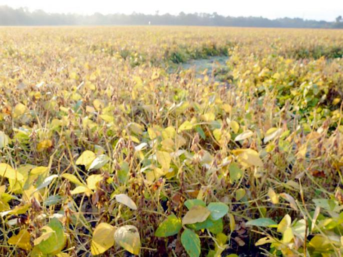 Less than soya bean extract | सोयाबीनचा उतारा खर्चापेक्षाही कमी  Less than soya bean extract | सोयाबीनचा उतारा खर्चापेक्षाही कमी