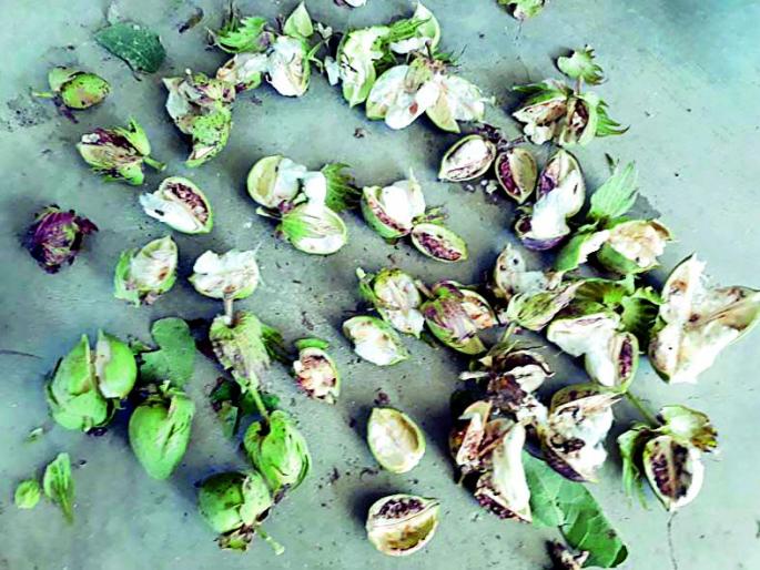 Pink Bondley Attack on Cotton | कपाशीवर गुलाबी बोंडअळ्यांचा हल्ला Pink Bondley Attack on Cotton | कपाशीवर गुलाबी बोंडअळ्यांचा हल्ला