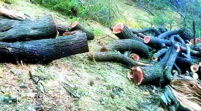 Illegally slaughtered trees | अवैधपणे वृक्षांची केली कत्तल Illegally slaughtered trees | अवैधपणे वृक्षांची केली कत्तल