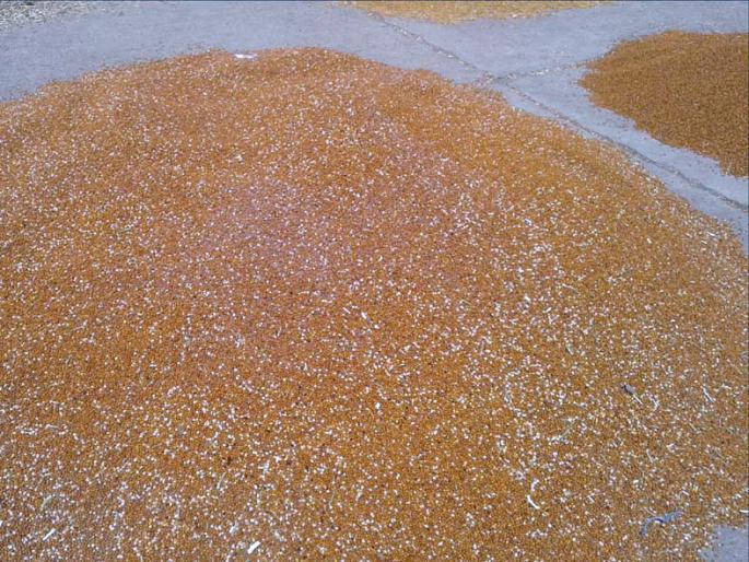 Checks made by the buyer's organization | खरेदीदार संस्थेनेच अडविले तूर उत्पादकांचे धनादेश Checks made by the buyer's organization | खरेदीदार संस्थेनेच अडविले तूर उत्पादकांचे धनादेश