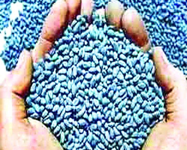 10.18 million pouches for hybrid cotton | संकरीत कपाशीची हवी १०.१८ लाख पाकिटे