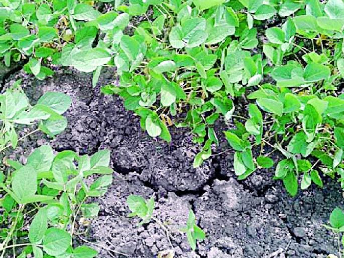 Due to lack of rain, crops at 4.15 lakh hectares are in danger | पावसाअभावी ४.१५ लाख हेक्टरवरील पिकांना धोका Due to lack of rain, crops at 4.15 lakh hectares are in danger | पावसाअभावी ४.१५ लाख हेक्टरवरील पिकांना धोका