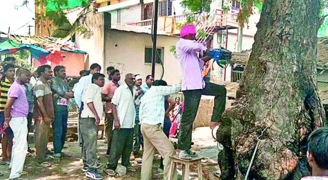 Sensation caused by a sudden abortion of the tree | झाडाने अचानक पेट घेतल्याने खळबळ