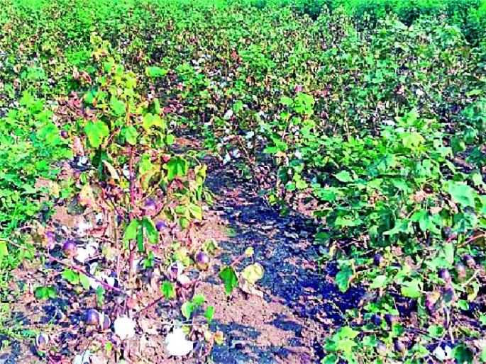 Invasion of 'Mara and Dahiya' on Kaspashiv | कपाशीवर ‘मर अन् दहीया’चे आक्रमण Invasion of 'Mara and Dahiya' on Kaspashiv | कपाशीवर ‘मर अन् दहीया’चे आक्रमण